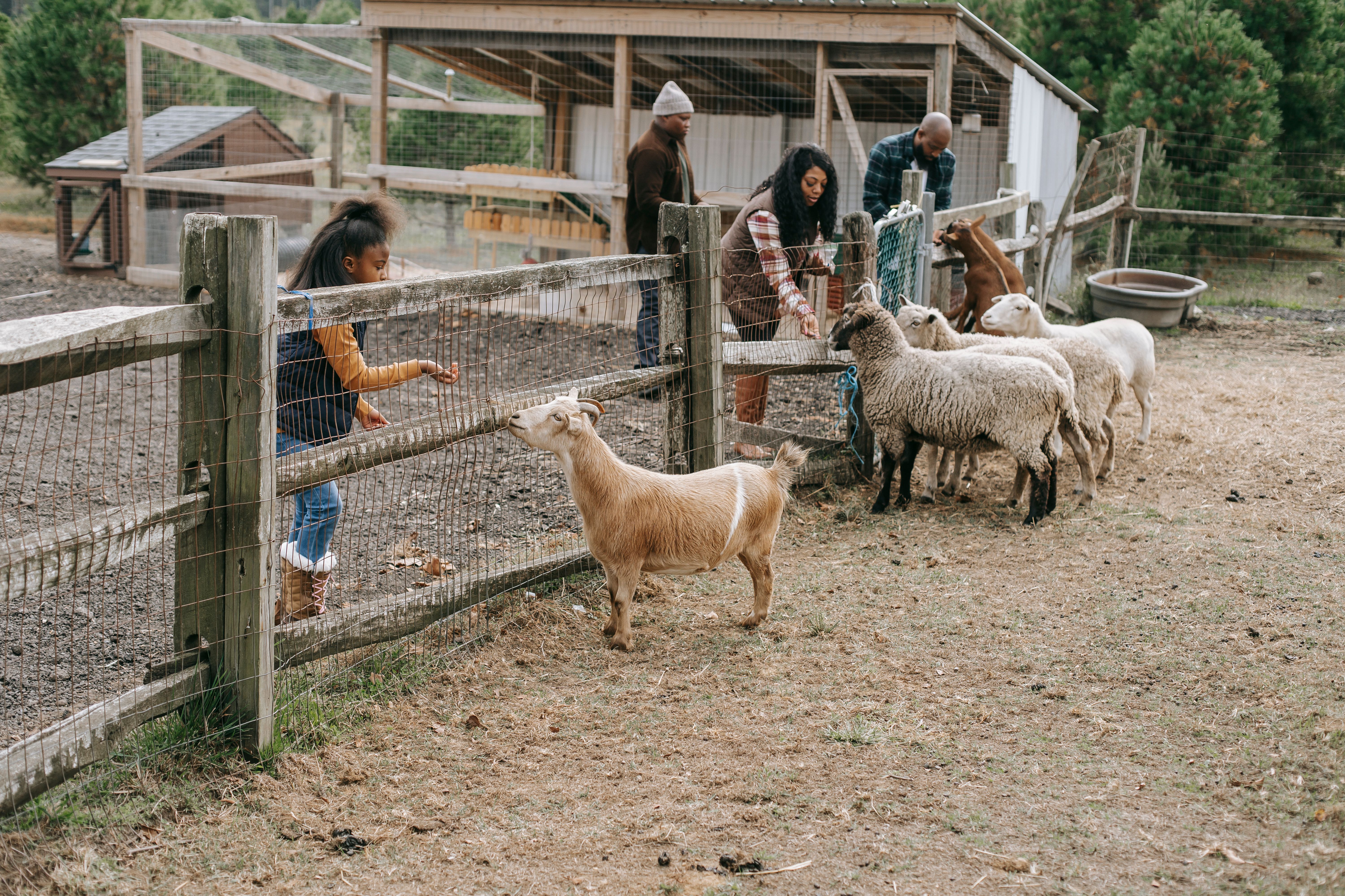 Ferme animalière famille chèvres Gravelines Famille nourrissant des chèvres à travers une clôture dans une ferme pédagogique — visite en famille Côte d'Opale