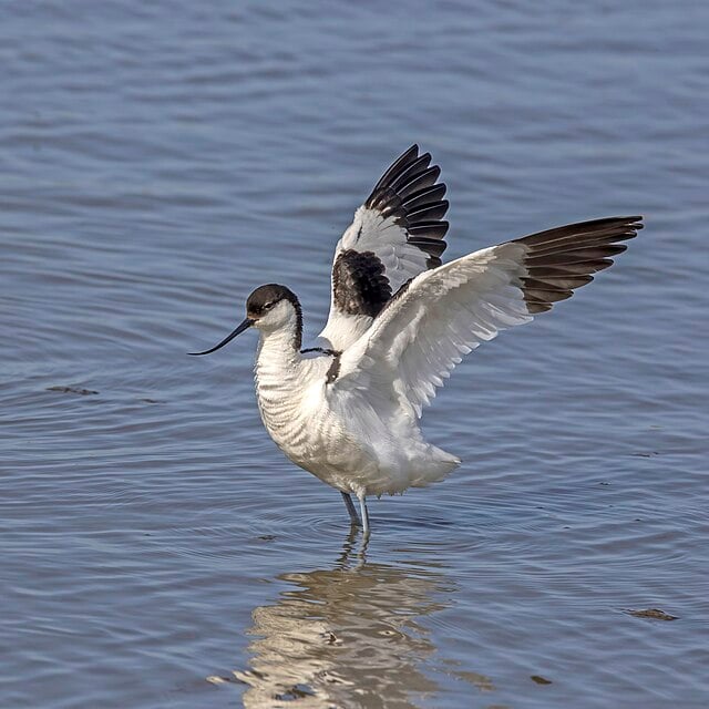 Avocette élégante au Platier d'Oye — ligne 423, Oye-Plage Avocette élégante au-dessus du Platier d'Oye — arrêt La Réserve Naturelle de la ligne 423